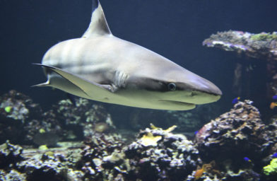 We create data & electrical services drawings for the Shark Dive at Sydney Aquarium